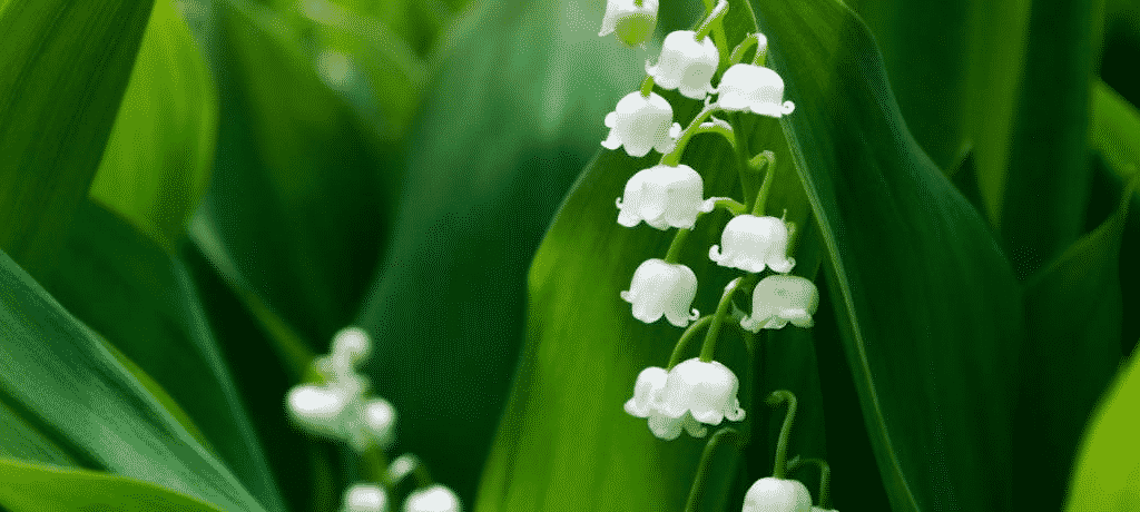 13 ans de mariage : Noces de muguet