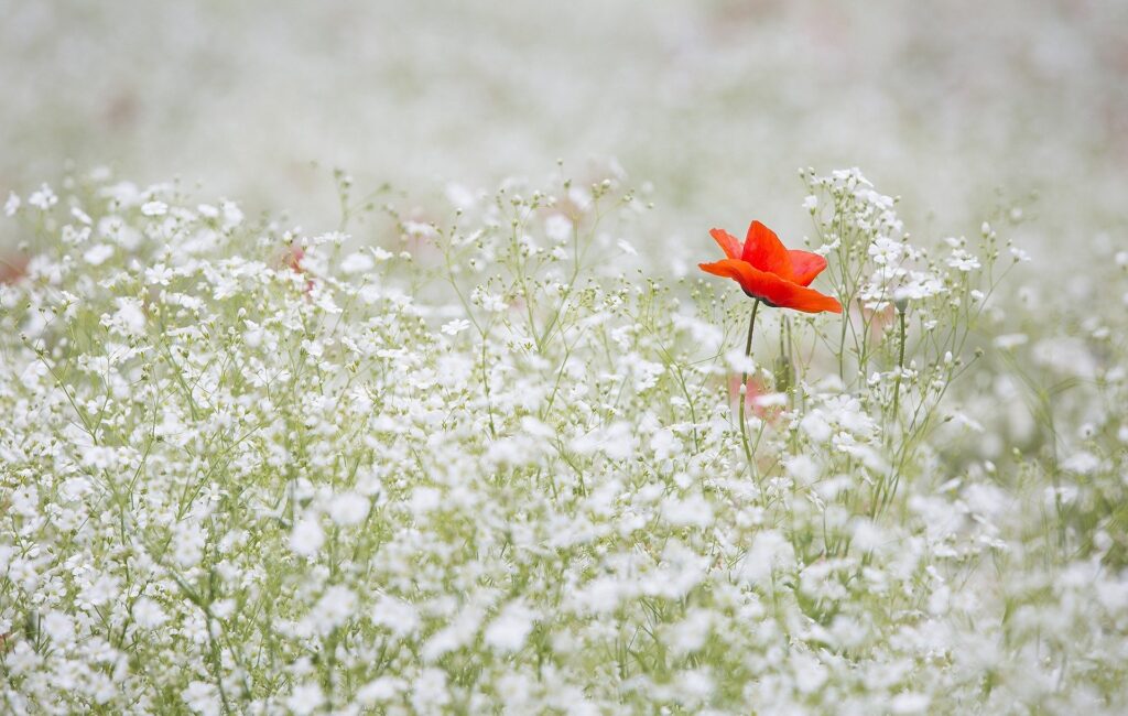 8 ans de mariage : noces de coquelicot